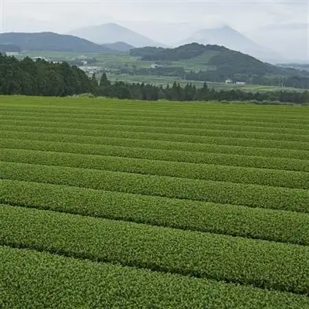 茶農家から直接お届け!知覧茶煎茶1kg【1185895】