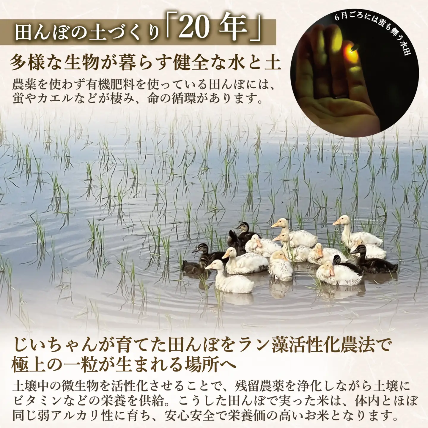 【新米予約】＼ 2027年5月より ／ 極上のコシヒカリ 七〇八米（なおやまい）　【黒】定期便 10kg×3回 (By-012-5)