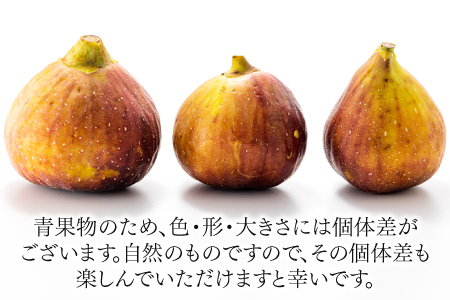 A1361.九州・福岡フルーツ王国より直送.いちじく（とよみつ姫）約1kg／2026年8月～9月配送【とよみつひめ】