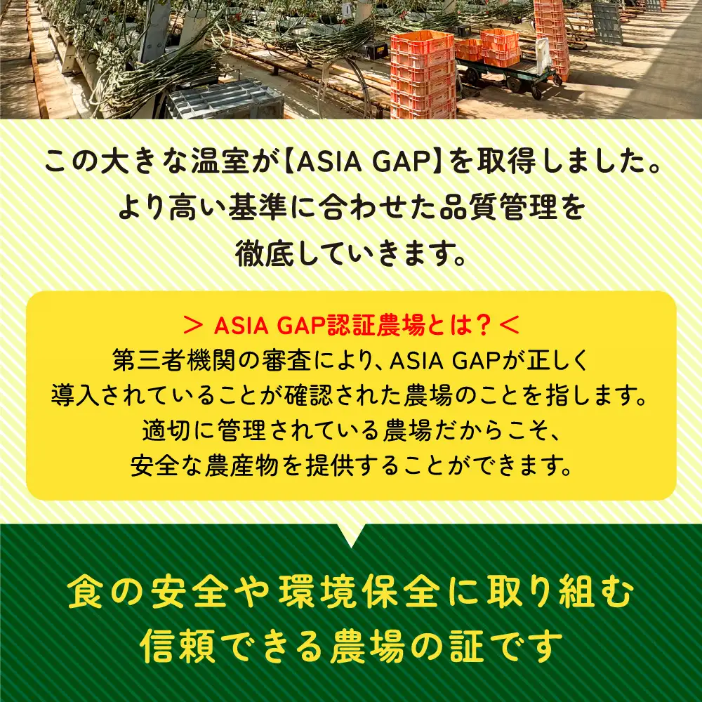 【1月～8月】訳あり 中玉 トマト 約3.5kg×2箱 | 訳あり トマト 中玉トマト 3.5kg 2箱 産地直送 野菜 国産 福島県 いわき産 とまと 数量限定 規格外 不揃い フレッシュ ジューシー 甘み 酸味 産地応援 小名浜菜園 送料無料 中玉 | IO005-01-08-2s