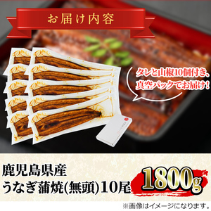東串良町 うなぎ 蒲焼 (無頭)(10尾・計約1,800g・タレ、山椒付) 高級 ウナギ 鰻 国産 たれ 鹿児島 ふるさと 人気【アクアおおすみ】【0634364a】