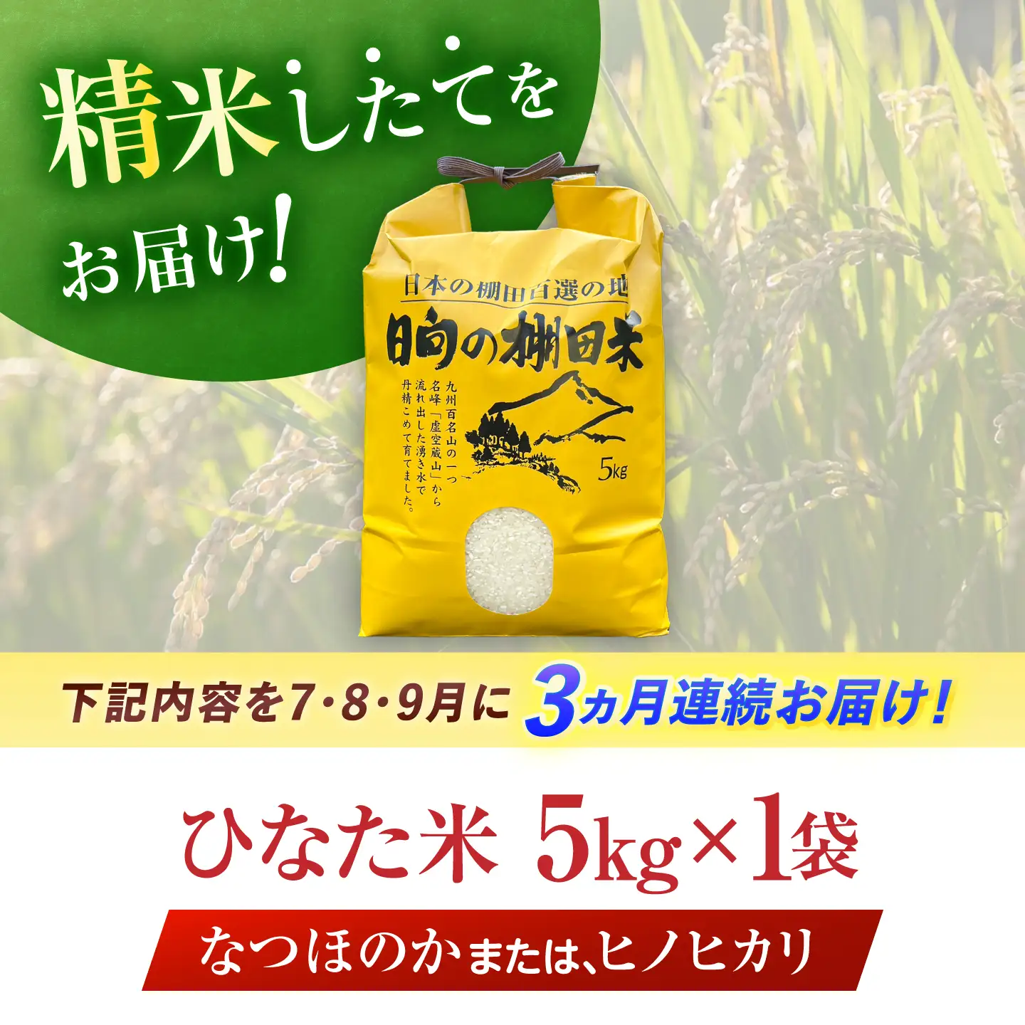 棚田米 5kg [OCM992] 米