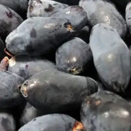 冷凍 ハスカップ 2kg 栽培期間中 農薬不使用 農家 直送 遠野もぐもぐカントリー【配送不可地域：離島】【1634856】