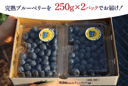 完熟ブルーベリー詰め合わせ（250g×2）011SW01N./フルーツ 新鮮 国産 農薬不使用 無農薬 果物 農作物 フルーツ お取り寄せ グルメ