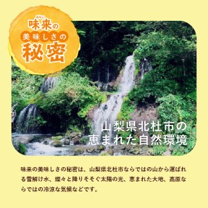 【2026年先行予約】北杜市産とうもろこし『味来（みらい）』朝採り直送13本セット [h019]