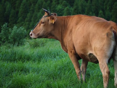 【矢野畜産】産地直送 詰め合わせBセット 切り落とし 500g すき焼き しゃぶしゃぶ 500g 計1kg くまもと 国産 熊本 阿蘇 和牛 あか牛 褐毛和種 あかげわしゅ 赤身 旨み凝縮 矢野畜産 にくやの 老舗 おうちごはん おうち時間 通販 贈答 ギフト 阿蘇の自然の宝物