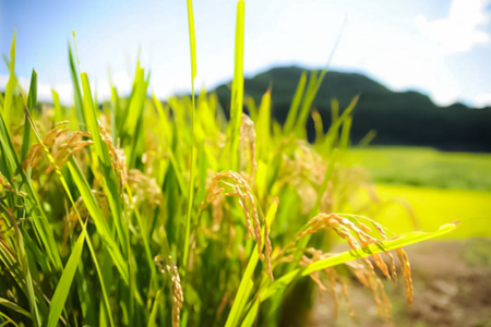 【JA阿蘇小国郷】令和7年産 阿蘇小国郷のお米「あきげしき」5kg 一等米限定 人気観光地でも提供 冷めても美味しい 高品質 おにぎり お弁当におすすめ 名水が育むお米 熊本県 阿蘇 小国町ふるさと納税