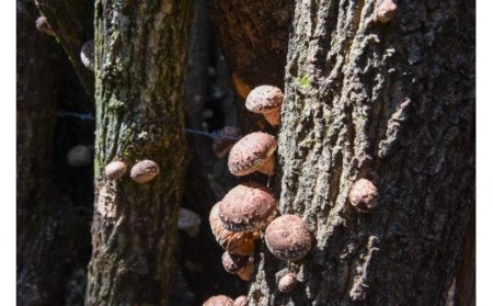 【地熱の里 坂本農園】地熱乾燥 原木椎茸 30g 4袋 計120g 阿蘇 熊本 小国郷 小国産 原木しいたけ 乾燥しいたけ 椎茸 ドライ わいた温泉郷 SDGｓ 常温保管 ご自宅用 贈り物 プレゼント