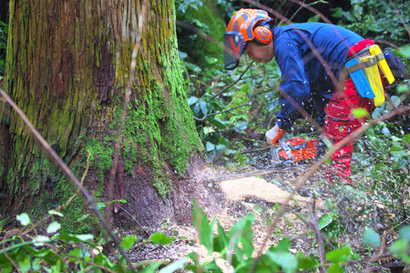 【小国町森林組合】阿蘇小国杉 ファイル A4サイズ 2枚組 小国杉 天然木 SDGs 国産材 阿蘇 熊本 小国 木製 文具 ステーショナリー 木目 贈り物 ギフト 贈答 プレゼント ノベルティにおすすめ 阿蘇小国杉のくらし