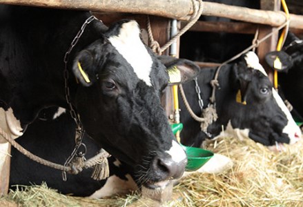 生牛乳クリーム ギフトボックス アイス アイスクリーム ジェラート ミルク いちご スイーツ 冷凍 2K01009