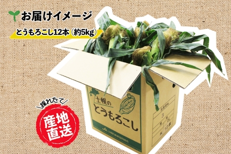 《期間限定》北海道 士幌産  とうもろこし  12本  (2026年8月上旬～発送開始予定) 約5kg スイートコーン 採れたて コーン 期間限定 新鮮 野菜 産地直送 産直 お取り寄せ 送料無料 十勝 士幌町【V02】
