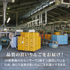 シナノゴールド 秀品 約5kg 16～20玉入 長野県産 果物類 林檎 りんご リンゴ フルーツ 小諸市