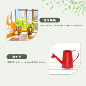 2026年3月上旬～発送【観葉植物】オリーブの木 60cm～80cm Green Base IB003-017 観葉植物 ※北海道・沖縄・離島配送不可