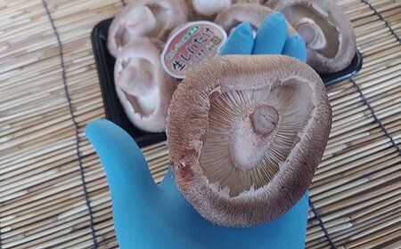 北海道音別産 菌床ジャンボ生しいたけ 280g×2パック しいたけ 椎茸 きのこ 肉厚 菌床しいたけ F4F-0800