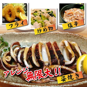 SB0401　船内急速冷凍するめいか　8尾