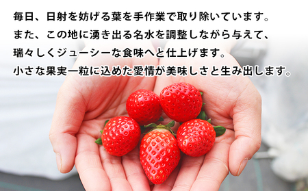 ＜いちご 至高の紅い雫 500g(250g×2パック)＞ 西予市宇和町産 果物 苺 イチゴ フルーツ 食べて応援 特産品 さかいさんちの苺 愛媛県 西予市【冷蔵】『2025年12月中旬～2026年5月末迄に順次出荷予定』UUI0001