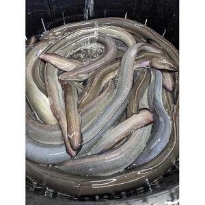 鰻 うなぎ 蒲焼き 1尾 約165g-180g