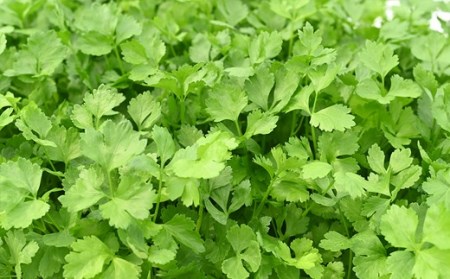 水耕 栽培 新鮮 葉物 野菜 Bセット GreensFarm ホタル サラダ  和え物 岐阜県 美濃加茂市【2026年11月上旬～2027年6月上旬発送予定】