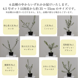オリーブの苗木4本セット 植物 