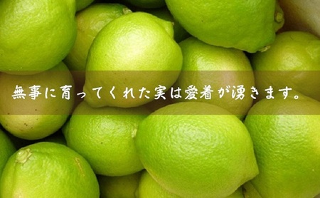 【2026年 先行予約】みどり認定 ハウス栽培グリーンレモン 約2.3kg 国産レモン 香川 果物類／柑橘類／みかん レモン　 