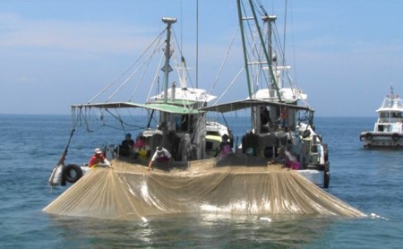旨味がハンパない伊吹島「釜揚げいりこしょうゆ焼」 魚貝類 干物 カタクチイワシ 