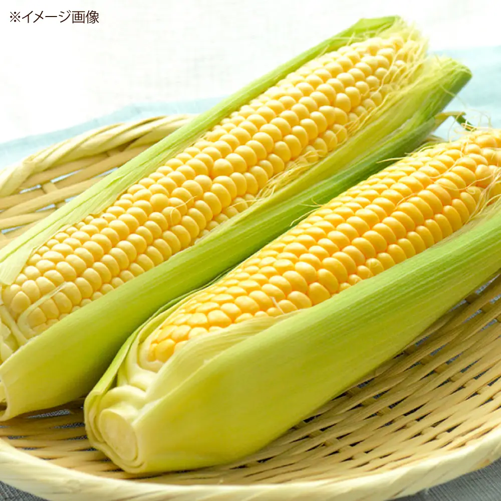【2026年8月下旬発送予定】とうもろこし おおもの とうきび 先行予約 とうもろこし [AXAE001]