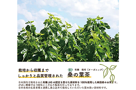 有機栽培 桑の葉茶（3個セット）：B210-003