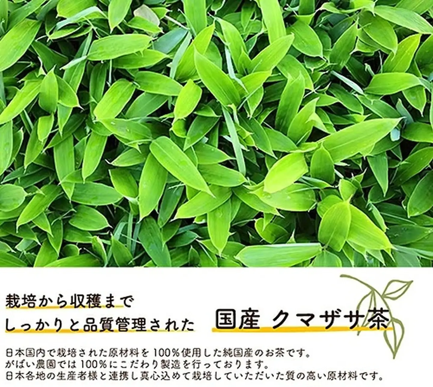 国産 クマザサ茶（3個セット）：B180-015