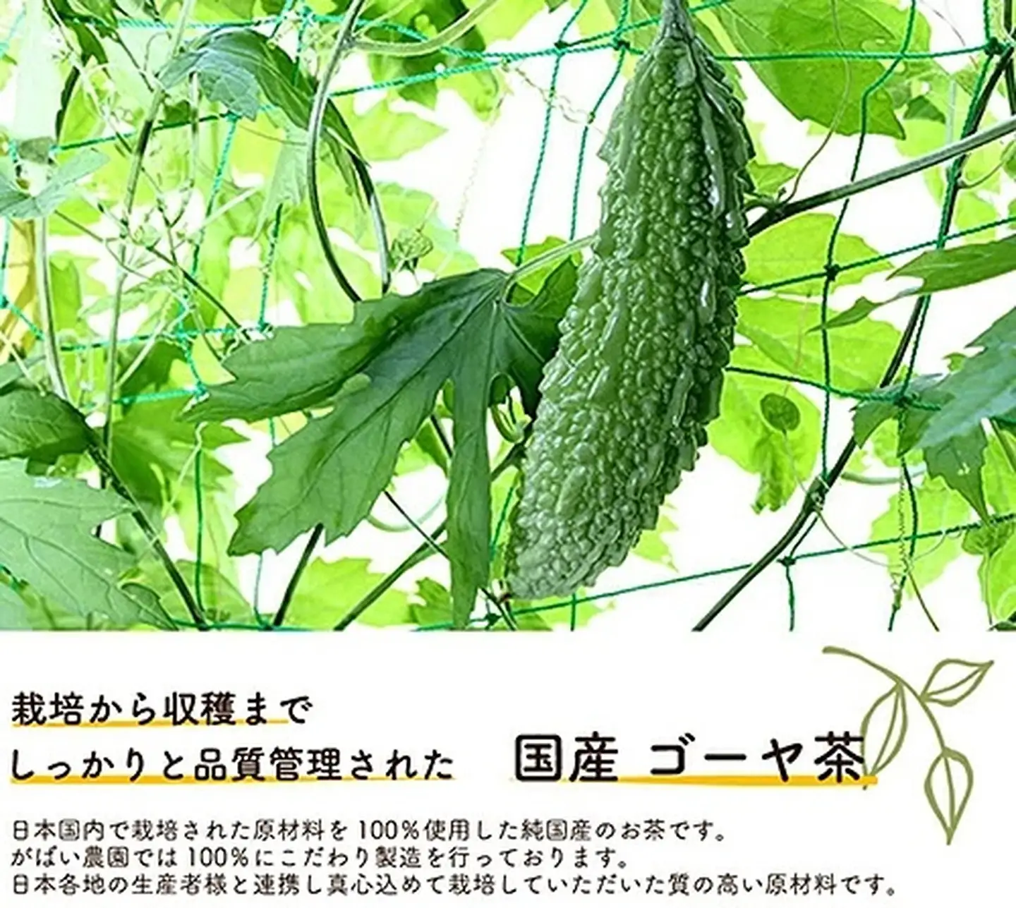 国産 ゴーヤ茶（3個セット）：B210-007