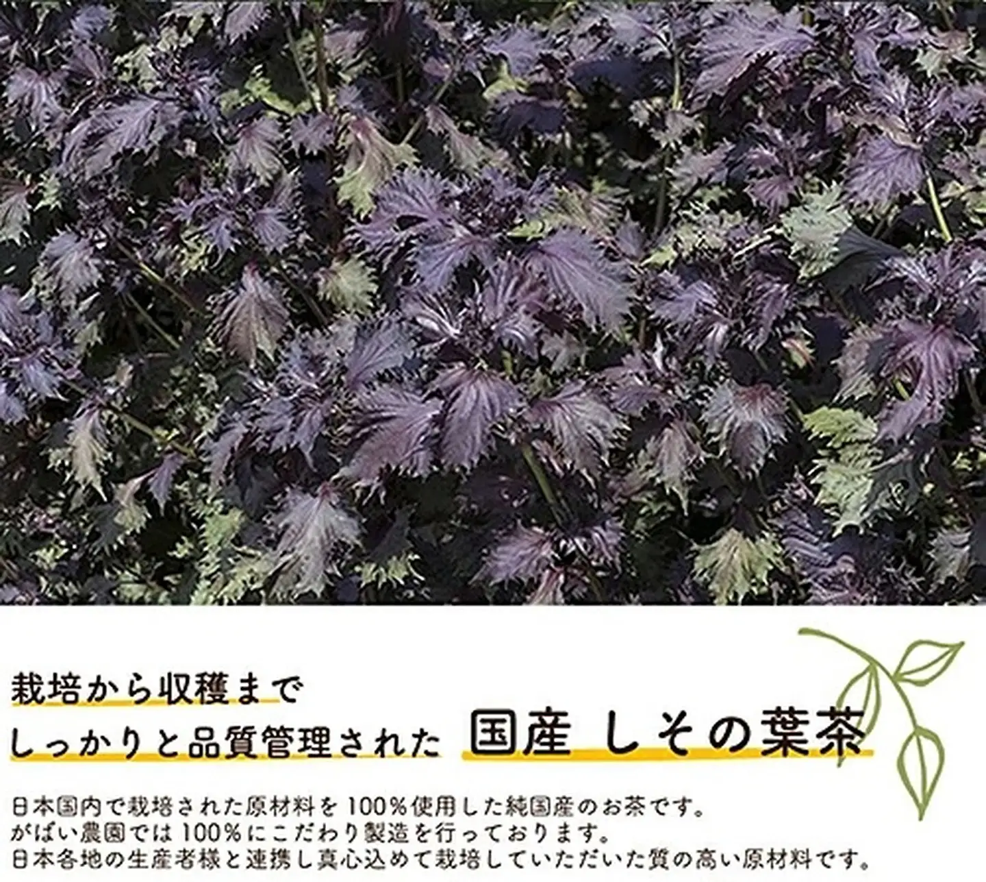 国産 しその葉茶（3個セット）：B210-011