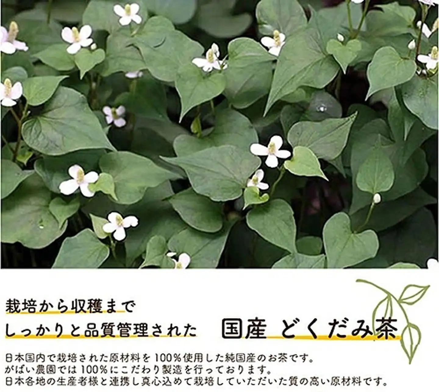 国産 どくだみ茶（3個セット） 高評価レビュー 120杯分 佐賀県 佐賀市 がばい農園：B180-019