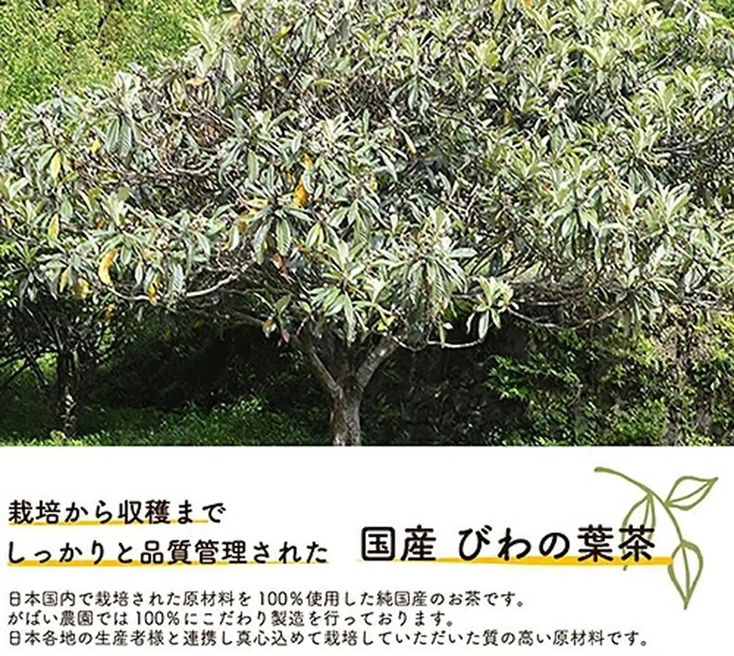 国産 びわの葉茶（3個セット）：B180-018