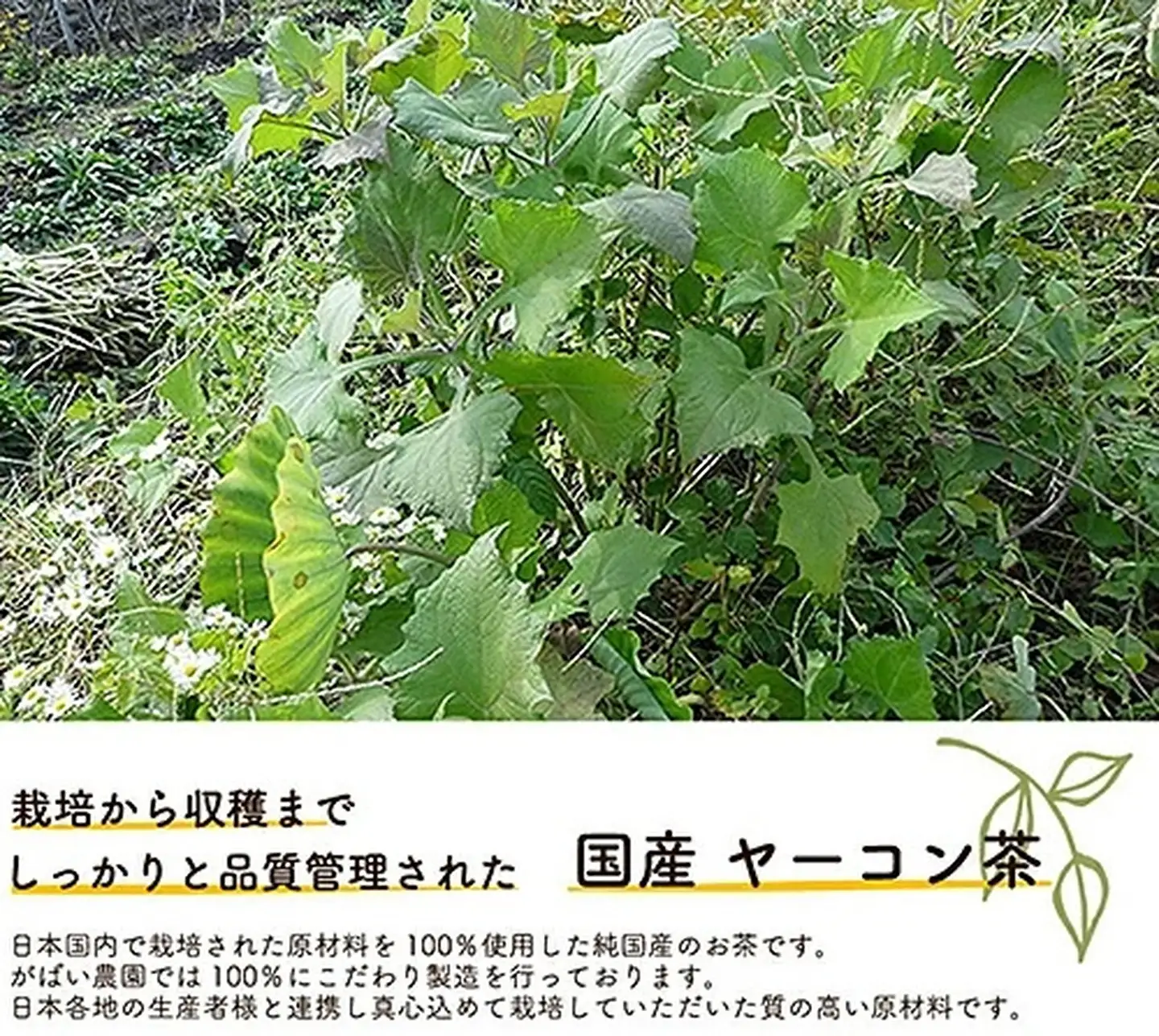 国産 ヤーコン茶（3個セット）：B180-012