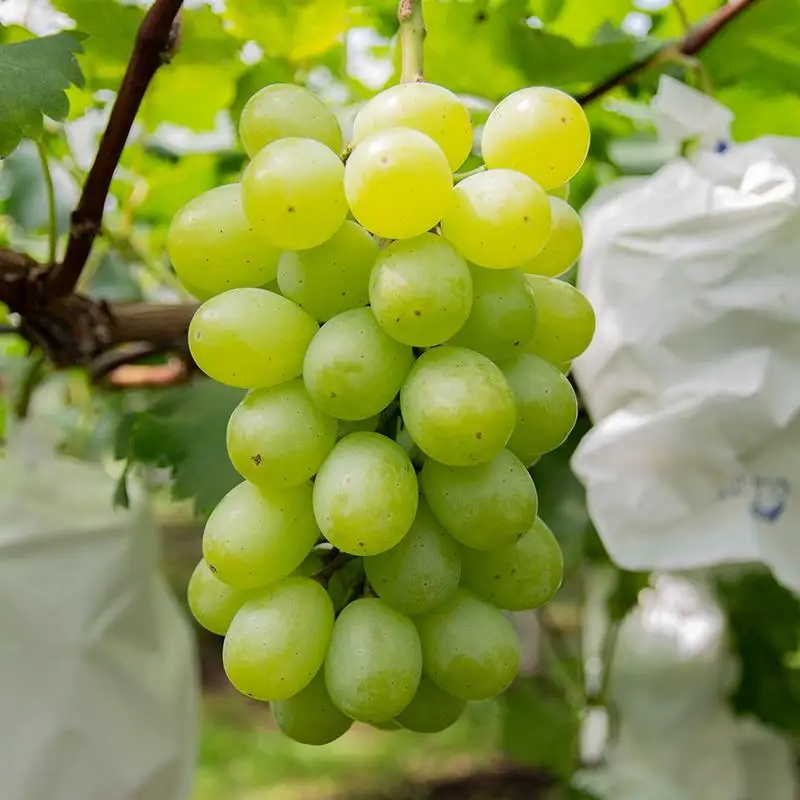 【先行予約】シャインマスカット＆翠峰 2.2kg 3～7房 食べ比べセット 西都産完熟ぶどう 水間ぶどう園＜16-5a＞