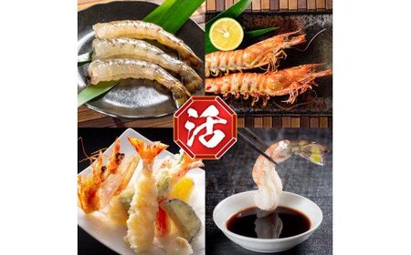 活〆 急速冷凍 クルマエビ 500g　【冷凍発送】