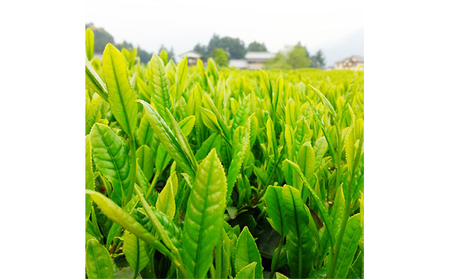 静岡・川根茶　5本セット お茶 緑茶
