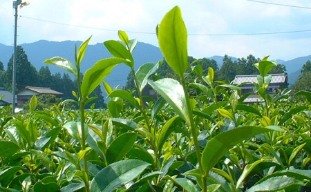 初摘み茶3本セット お茶 緑茶