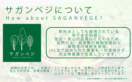 CQ035_オーガニック葉物野菜セット【植物性で育てた完全無農薬の葉野菜ブランド有機JAS】