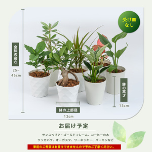 2026年3月中旬～発送【観葉植物】季節おすすめ3種セット4号鉢×3 Green Base IB003-010 観葉植物 ※北海道・沖縄・離島配送不可