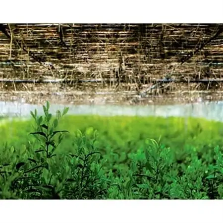京抹茶 孫右ヱ門:ほんず抹茶　御銘　白栲(-しろたえ-)20g_飲料・ドリンク 飲料 茶 _【1061713】