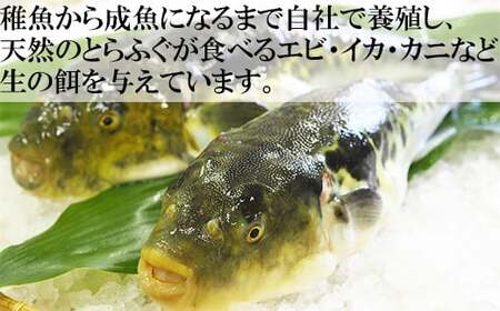 【冷凍】大分水産の豊後とらふぐ刺身&高級魚くえ刺身の味比べセット（6人前） 海鮮 ＜104-028＞