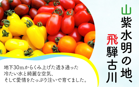 《先行予約》飛騨産 ミニトマト1.5kg！ トマト ミニトマト 池田農園 [Q216x] 