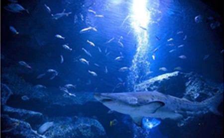 チケット 東京 すみだ水族館 年間パスポート引換券 大人1名 子供2名 入場券 優待券 年パス 旅行 SKYTREE 