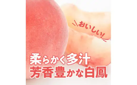 【数量限定】 しのおかの大きな桃(白鳳・秀クラス）[017O01]　白桃 大きな白桃 しのおかの白桃 秀白桃 お取り寄せ白桃
