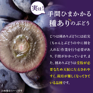 こだわりの種あり巨峰　約2kg 2026年先行予約（2026年発送分）ぶどう ［034K01］