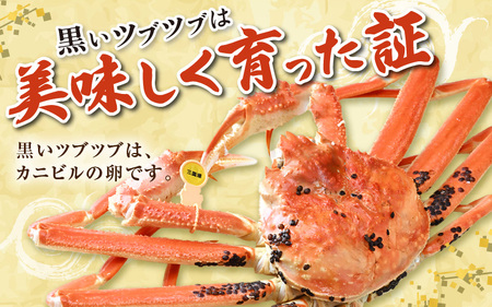 【先行予約】【12月発送限定】茹で越前がに 1杯 750g～900g（大サイズ以上）《新鮮！茹でたてを発送》／ 高級 福井 ブランド ズワイガニ 黄色タグ ボイル 冷蔵 蟹 カニ 期間限定【年内発送 12月23日受付まで】※2026年12月上旬～2026年12月25日の間で発送予定 [aw002-x003_12]