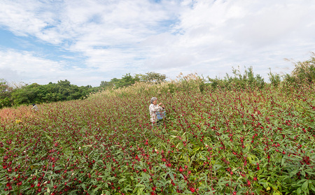 ティー 久米島産 天然ローゼルティー「Red Tea」40包 ハーブティー ローゼル茶
