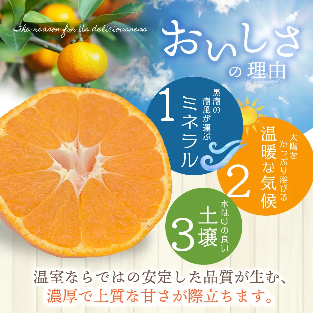 みかん 仲森農園の温室みかん 2.5kg【nkmr0001】