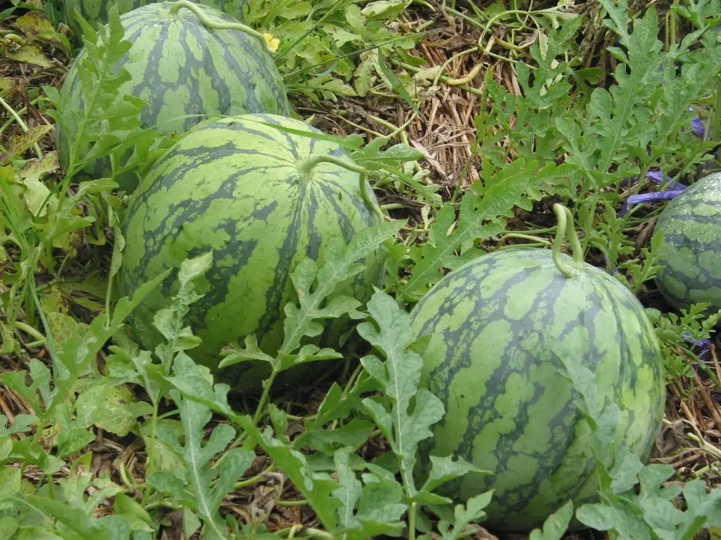 【先行予約】〈数量限定〉田中山スイカ（1玉）
