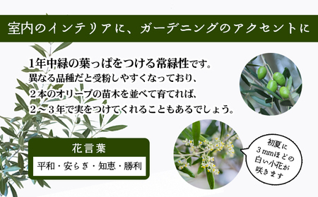 【 小豆島 】小豆島のオリーブ苗木　2本セット（大）